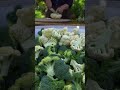 From garden to table: Harvesting and preparing fresh cauliflower with ease.