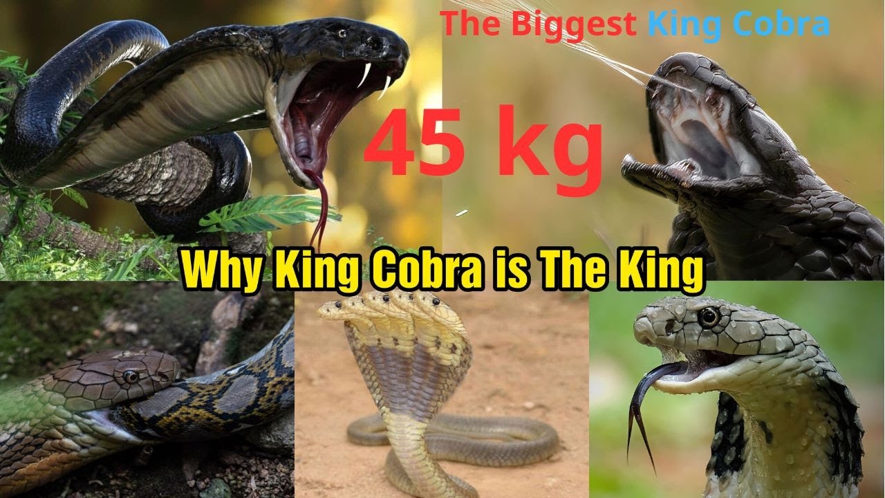 King Cobra Largest King Cobra In The World Ever Recorded In Viet Nam 