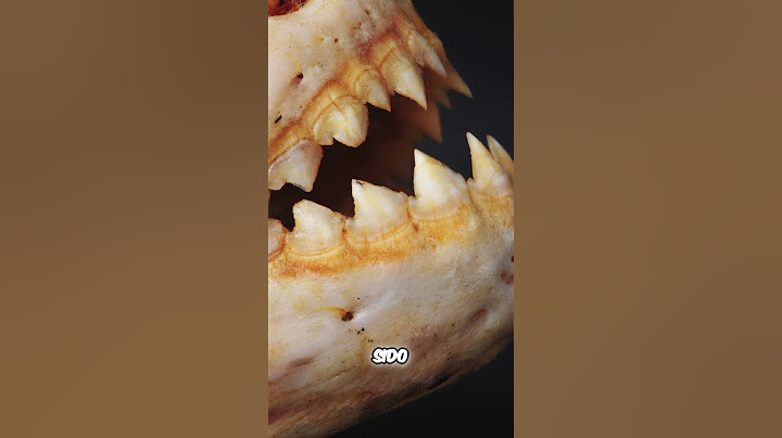 🐟🦷 Pirañas: La Verdad Tras la Leyenda 🌊✨