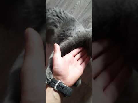 Кот соскучился. Loki🐈