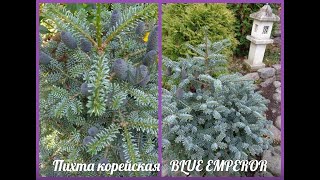 ПИХТА КОРЕЙСКАЯ--BLUE EMPEROR-В ПРОДАЖЕ