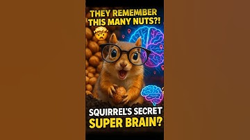 Squirrels Have Better Memories Than Humans?!