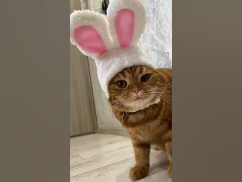 Шапка зайца для кошки - YouTube