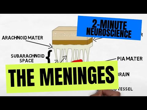 2-मिनट तंत्रिका विज्ञान: मेनिन्जेस