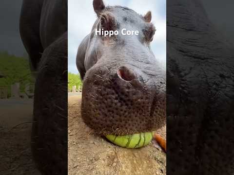 Hippo Core #animalshorts #animals #hippo #cute