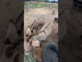 Did you know every donkey is born with a cross on their back? 🐴 #horse #rescue #rescuehorse