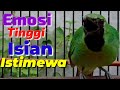 Dijamin Respon Dengar Cucak Ijo Gacor Ngentrok Full Tembakan Emosi Tinggi Isian Istimewa Mp3 - Mp4 Download