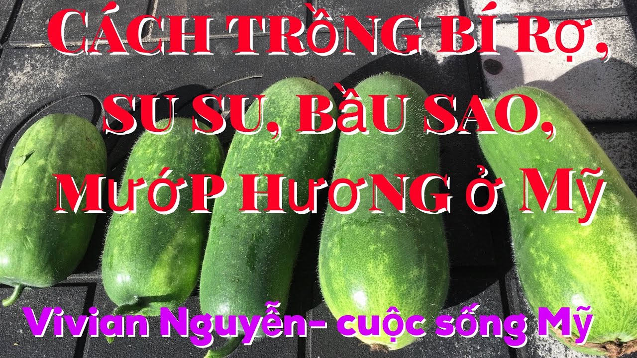 Cách trồng bí rợ, bầu sao, mướp hương, su su ở Mỹ hiệu... - youtube
