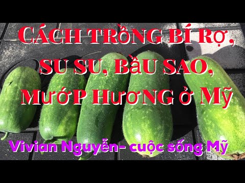 Video Cách trồng bí rợ, bầu sao, mướp hương, su su ở Mỹ hiệu... - youtube
