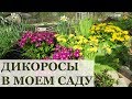 ДИКОРОСЫ в моем саду