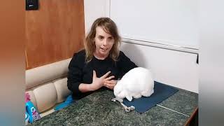 ? How to train your rabbit. Part 1