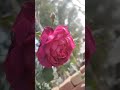 Look at my beautiful native rose 🌹#gardeningtips #garden #gardenplants #rose #rosegarden