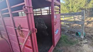 Calves scared to jump out trailer.