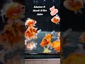Eesposizione di Goldfish di selezione nel nostro negozio in Via Esperanto 8 a SOTTO IL MONTE (BG) 😍