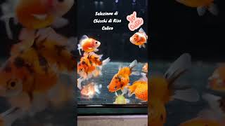 Eesposizione di Goldfish di selezione nel nostro negozio in Via Esperanto 8 a SOTTO IL MONTE (BG) 😍