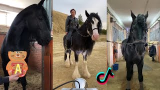 🐴  The Cutest HORSES 🦄 - TikTok Compilation #