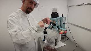 G1 Mushroom Grain Spawn Inoculation