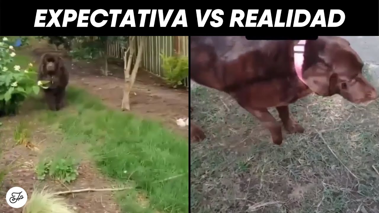 Expectativa vs Realidad al crear contenido #shorts