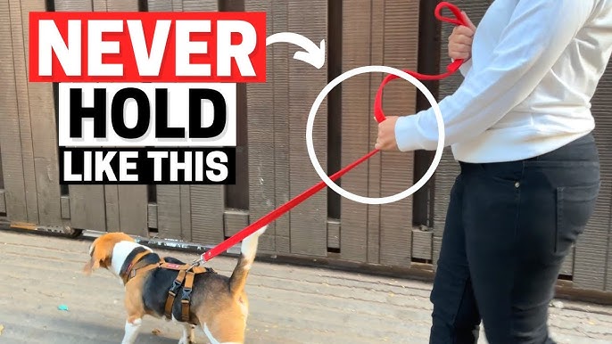 How To Hold Dog: Master Techniques for Comfort