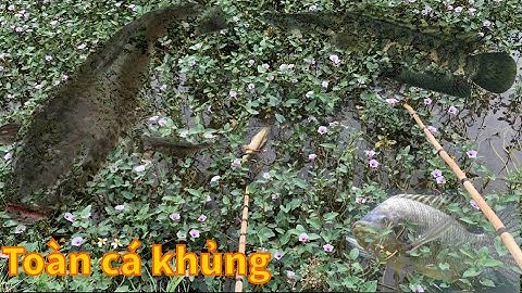 Kích dọc mương rau muống trúng toàn cá lóc cá rô cụ bắt sướng tay#kichca #kichcadientu