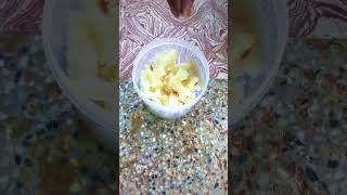 Microwarm culture || with starter 🤩 kutty fish ku food 🥳 || in tamil #shorts #trending #bettafish