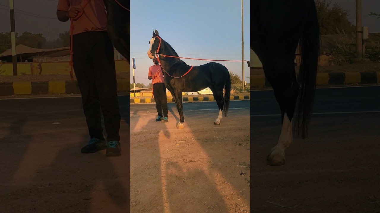 Nagaur pashu Mela Mela me aaya shandaar goda.. #travel #viral #pashumela #nagaur #viral #hourselover