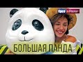 Орёл и Решка. Чудеса света | Большая панда