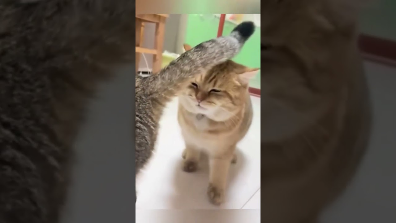 Dogs love new collars so much 🤣 #viral #funnyvideos #fyp #Funny #dog