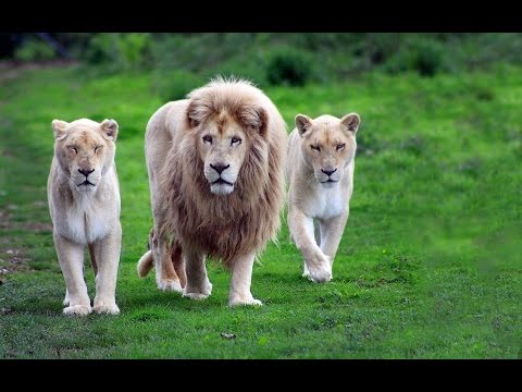 10 amazing facts about animals 1 youtube