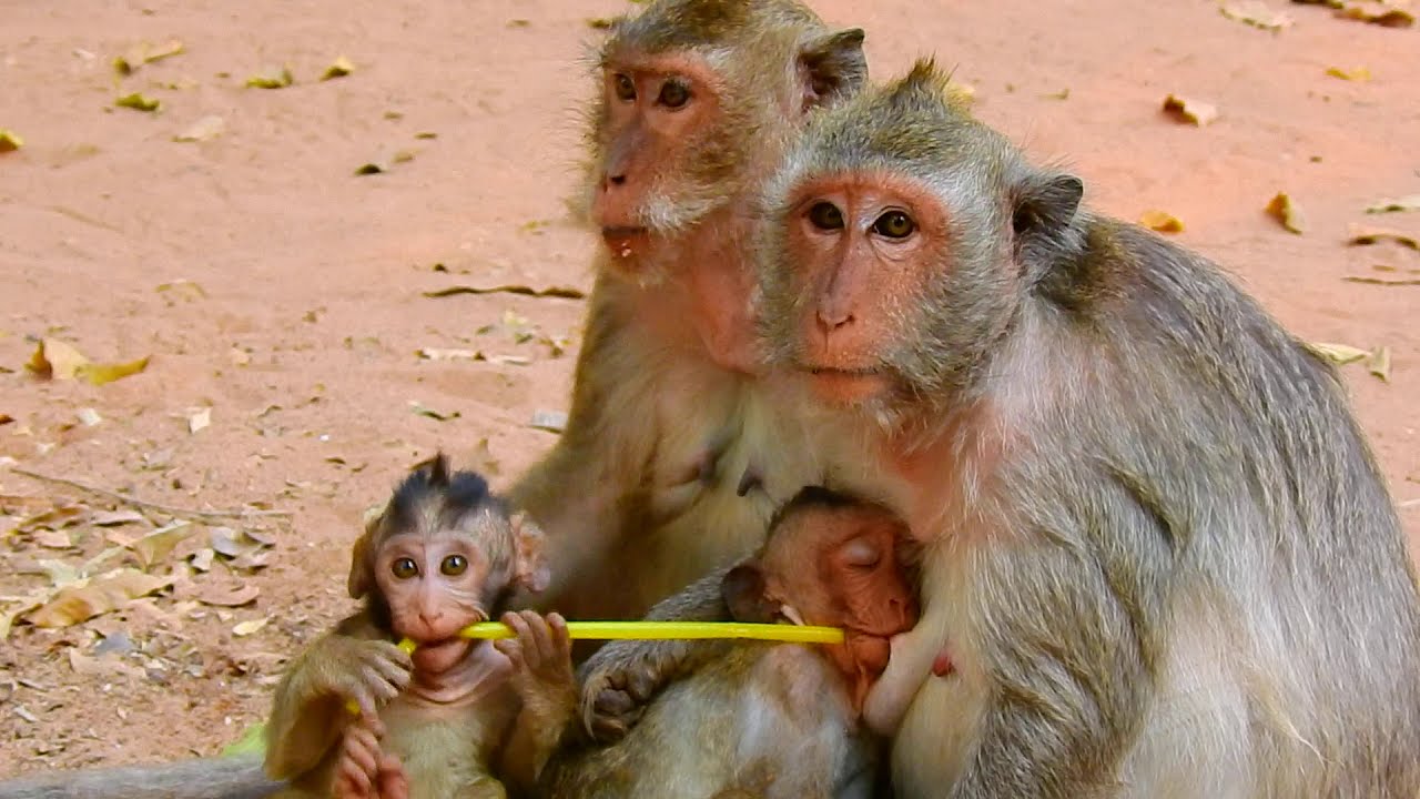 Rare Moment: Mother Monkey Nurses Her Older Baby