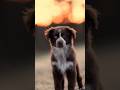 Cute 🥰 Video by @adventures_of_smuno @matholas_mini_aussies @ready_for_rumble 💙 #miniaussie #dog