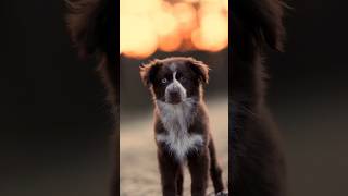 Cute 🥰 Video by @adventures_of_smuno @matholas_mini_aussies @ready_for_rumble 💙 #miniaussie #dog