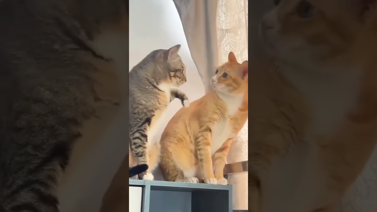 Warning: Cat May Cause Laughter 