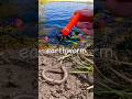 Learn Bug Insect Names for Kids at the Lake: Grasshopper Fly Earthworm Weevil Scorpion