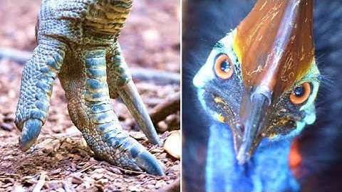 Top 5 Largest Birds In The World