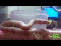 Exo Reptil - Albino King Snake comiendo Ratón ( Lampropeltis )