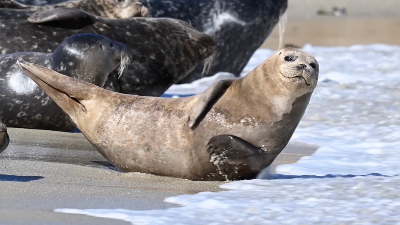 2 Hours of Sleepy Seals