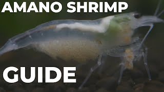 The Science of Amano Shrimp: Everything You Need to Know 🦐 (3 Mins)
