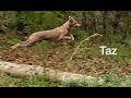 Italian greyhound running off-leash in the yard - Taz