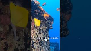 The fish of the Sea Tiger wreck diving @raddadchad