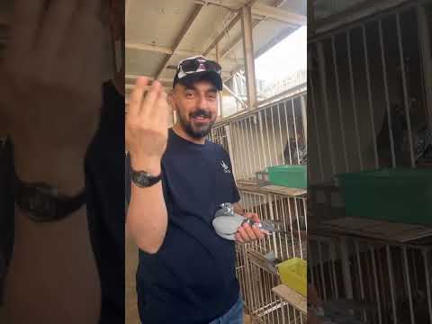 حمام زاجل البطل عادل عواد طيرة الحجل الذهبي 