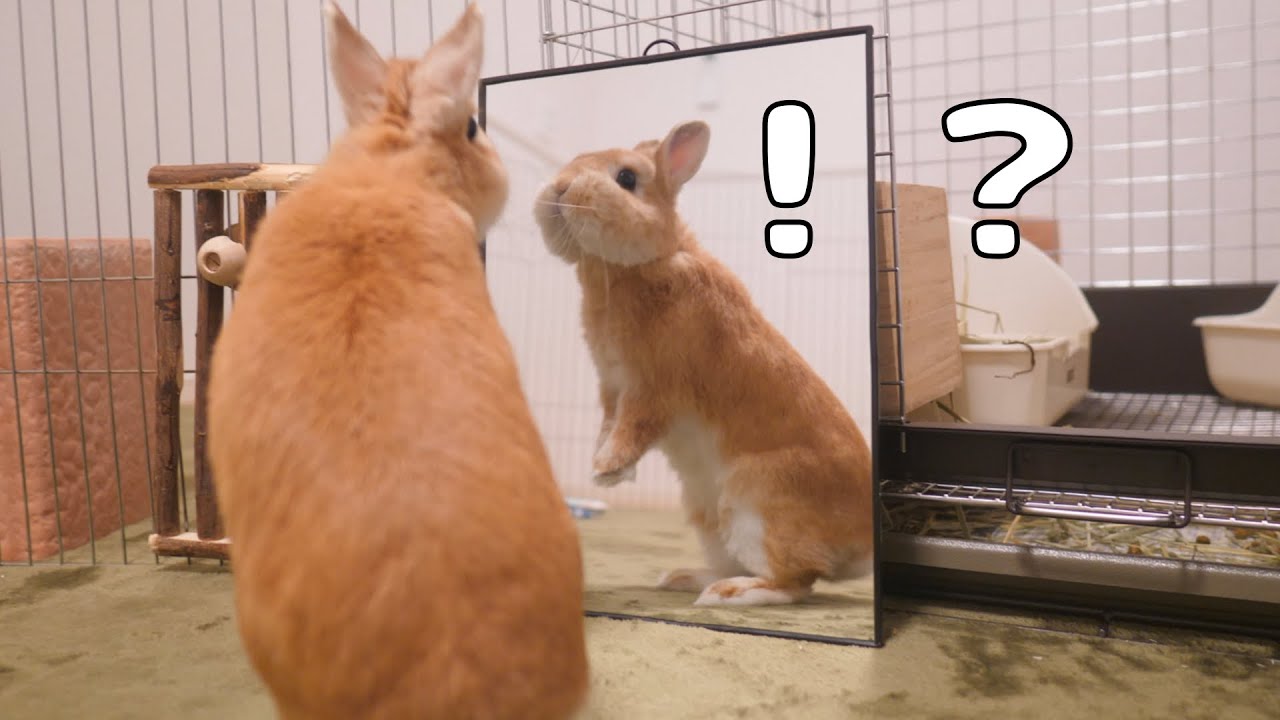 久々に鏡で自分の顔を見たウサギの反応が想像以上にぎこちなかったです