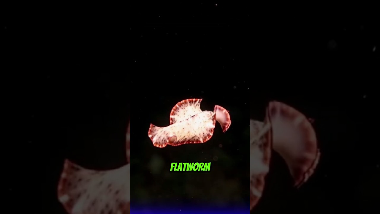 The Most Colorful Predator in the Sea!