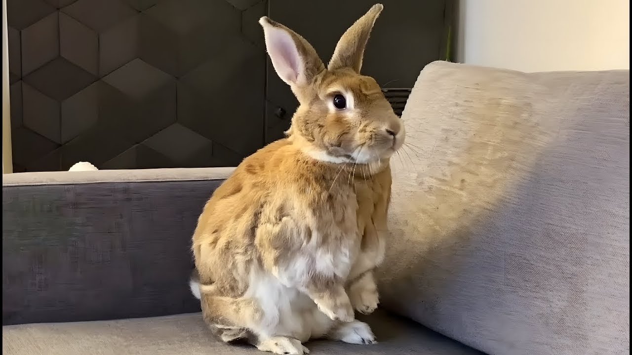 Кролик, изменивший всё: как Майки переосмыслил представление о том, каким может быть домашний пит...