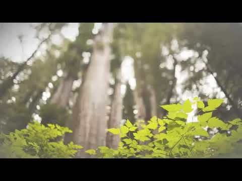 Бальзам Таёжный