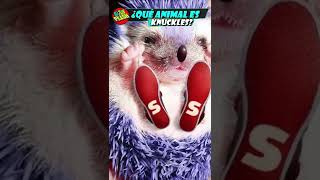 Qué Animal es KNUCKLES? sonic 2/curiosidades