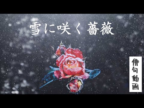 【俳句動画】雪に咲く薔薇