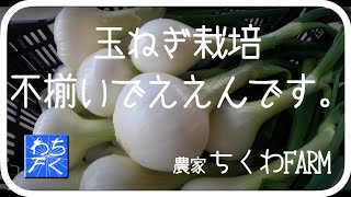 みの セット球栽培用種玉ねぎ1000個発送日(偶数日)指定可 みの セット球栽培用種玉ねぎ1000個発送日(偶数日)指定可