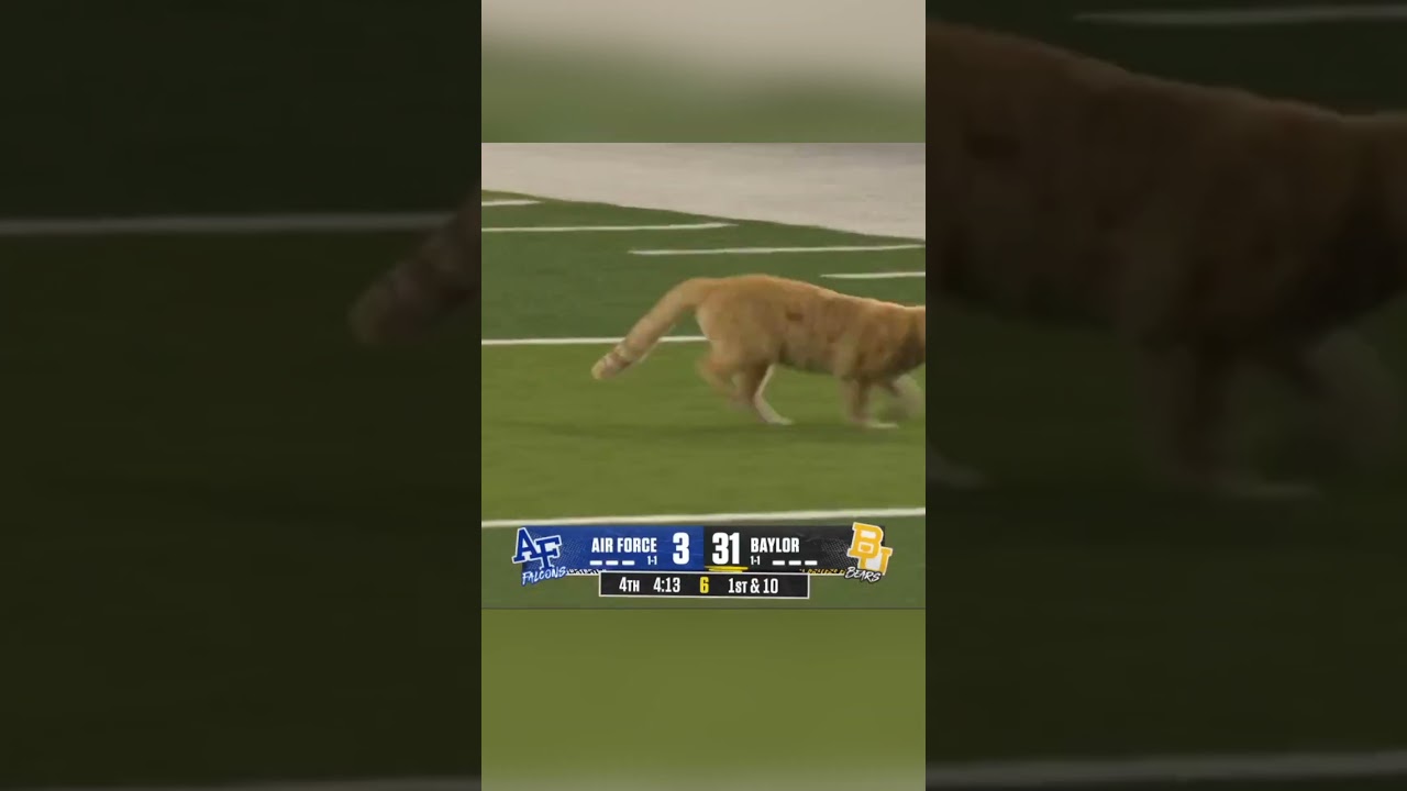 CAT ON THE FIELD 😺 🤣 