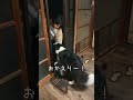 面倒くさい彼女みたいな犬 #しろくろコリー #犬のいる生活 #大型犬 #大型犬のいる生活 #可愛い #愛犬 #ボーダーコリー #ボーダーコリーのまろ #犬 #チワワ#shorts #癒し